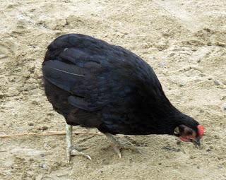 Lécony e il colonnello