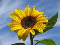 Girasole