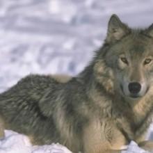 Branco di lupi in Garfagnana Sterminato gregge di pecore