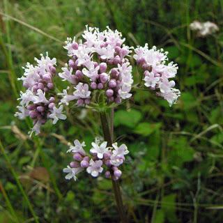 Fitoterapia : Valeriana e nervosismo.