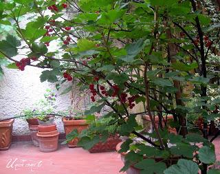 Ribes rosso in terrazza