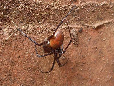 Scoperti ragni in cripte vecchie di 150 anni Scoperti ragni in cripte vecchie di 150 anni