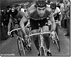 preview-merckx