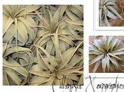 Tillandsia Xerographica