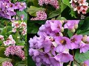 Bergenia