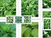 Hosta