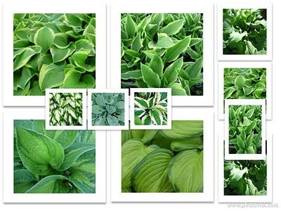 Le Hosta