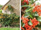 Pyracantha