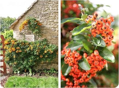 La Pyracantha