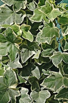 Hedera Helix