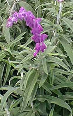La Salvia Leucantha