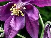 Rutibandia Aquilegia