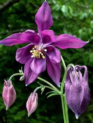 La Rutibandia Aquilegia