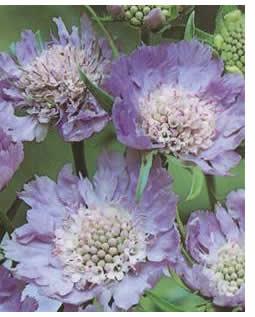 Da Penfolda alle Scabiose