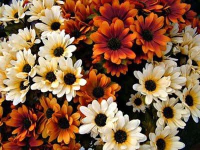 Crisantemi