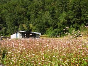 DUE BARLAFUSI SULL’ HIMALAYA