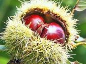 castagne