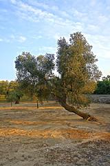 Mature olive tree