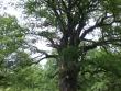 Alberi, colonne del cielo