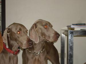 Riunione di famiglia: i weimaraner della “Palazza” si ritrovano al Centro Olikos