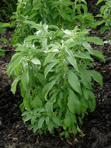 COLTIVARE LA STEVIA E FARNE UNA TORTA!