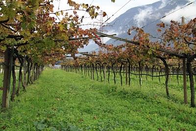 vigneti del trentino