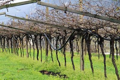 vigneti del trentino