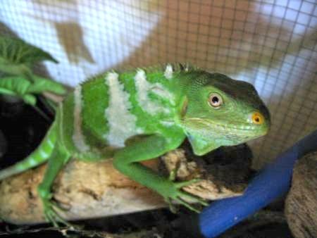 Fiji Crested Iguana - primo piano