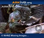 ARKive video - Pair of Fiji crested iguana fighting