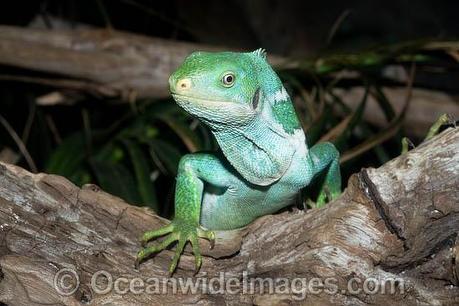 Fiji Crested Iguana