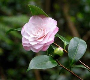 la Camelia