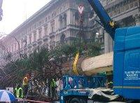 Albero di Tiffany a Milano. Abete gigante tagliato a pezzi e rimontato in piazza Duomo.