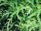 Cosa coltivare nell’orto, come rucola