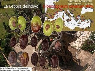 Le olive del Salento leccese hanno la LEBBRA!