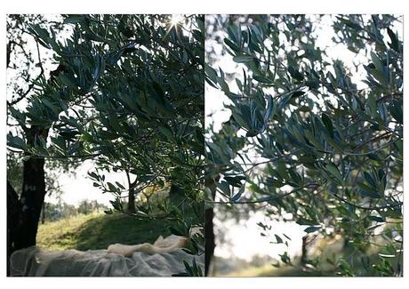 Le avventure del PomodoRosso: raccogliamo le olive!