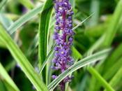 Liriope muscari, colore triste grigiore dell’autunno