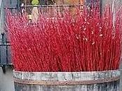 Cornus alba 'Elegantissima' stolonifera