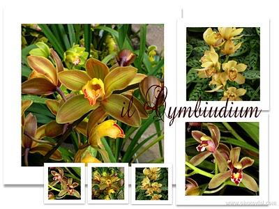 Le Orchidee: il Cymbidium