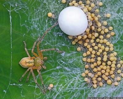 animali natura fotografia