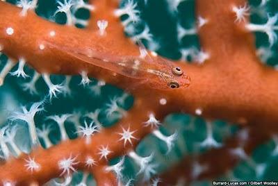 Wildlife through the lens, fotografie di natura selvaggia animali natura fotografia