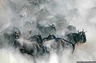 Wildlife through the lens, fotografie di natura selvaggia gnu nel Serengeti
