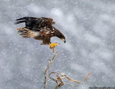 Wildlife through the lens, fotografie di natura selvaggia fotografia aquila