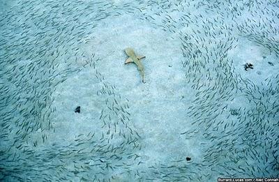 Wildlife through the lens, fotografie di natura selvaggia squalo pesci fotografia