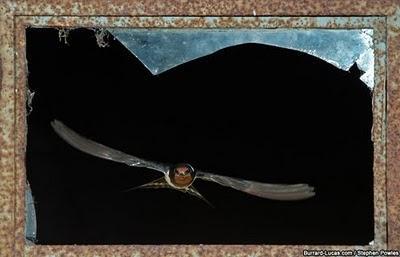 Wildlife through the lens, fotografie di natura selvaggia animali natura fotografia