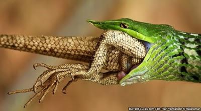 Wildlife through the lens, fotografie di natura selvaggia