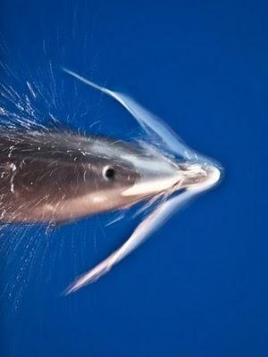 Wildlife through the lens, fotografie di natura selvaggia fotografia delfino
