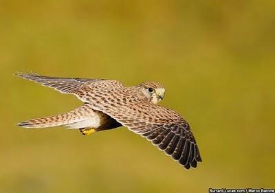 Wildlife through the lens, fotografie di natura selvaggia uccello fotografia