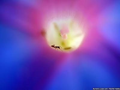 Wildlife through the lens, fotografie di natura selvaggia formica