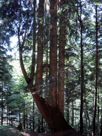 Alberi monumentali, “la Palme”, l’abete bianco di Paularo (UD)