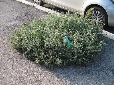 La festa dell'albero (invisibile)